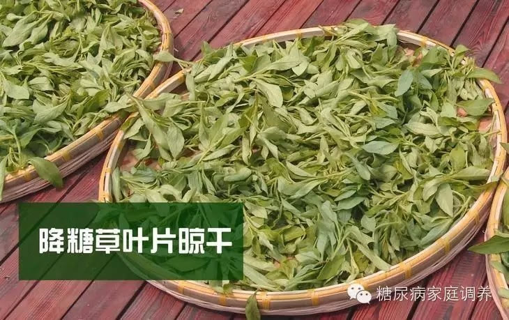 九種降糖療效顯著的茶療方案：菊花枸杞茶、薄荷綠茶...